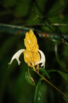 yellow flower