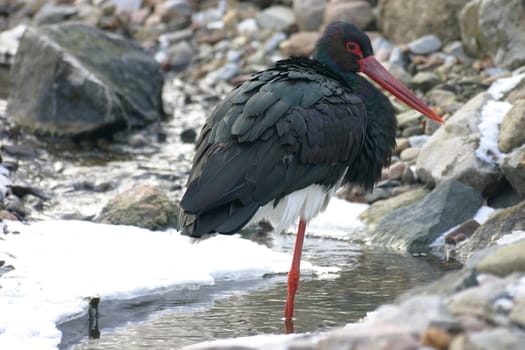 Black stork in a stream in winter