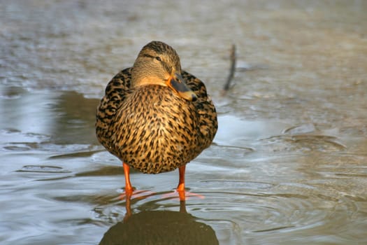 Female mallard duck in shallow water