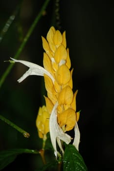 yellow flower