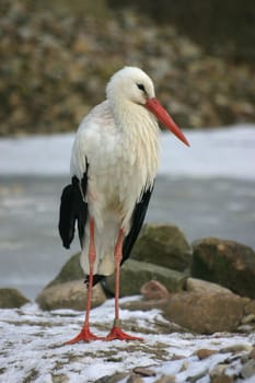 Rattle stork in the snow