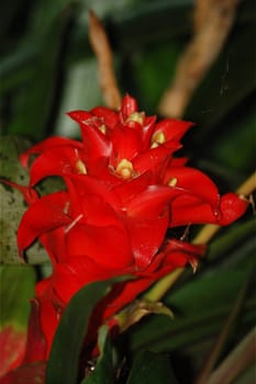 Super Red