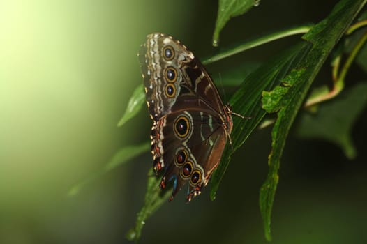 Butterfly in green surroundings