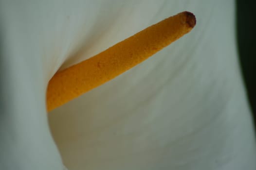 Phallic flower