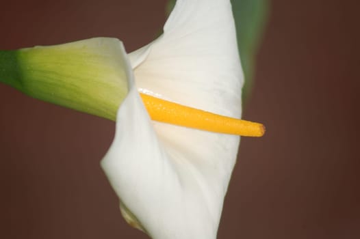 Phallic flower
