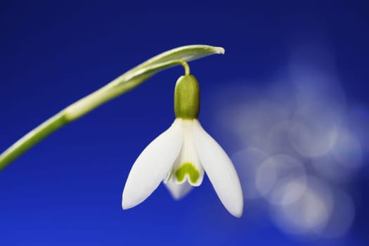 Spring is coming