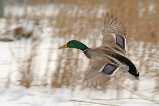 Flying duck