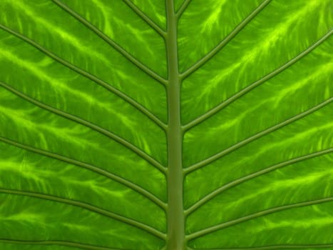 Elephant Leaf