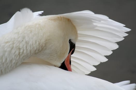 Protection Swan