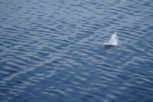 Feather in the water