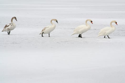 Swan March