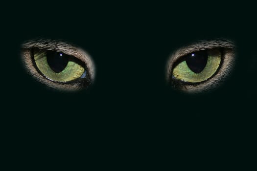 Cat's eyes