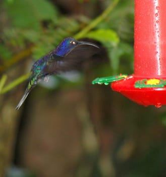 Hummingbird in flight