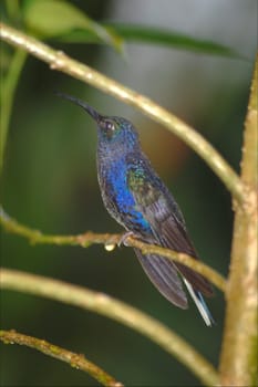 Hummingbird