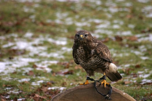 Buzzard in a falconry