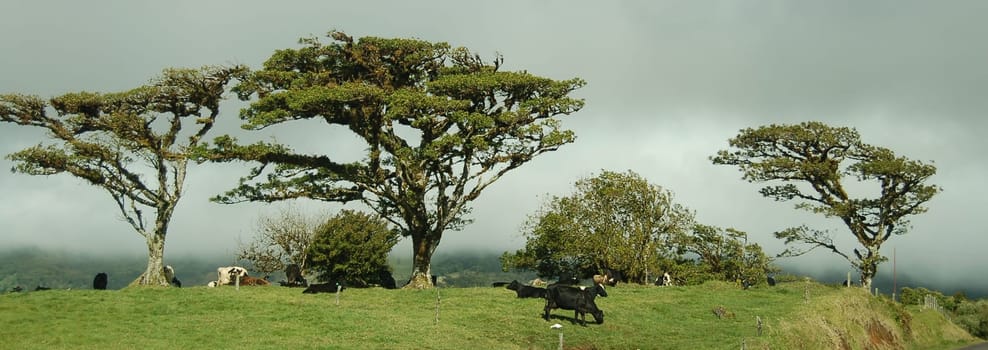 Cow pasture in the rainforest