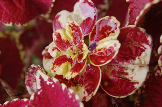 yellow-red pattern