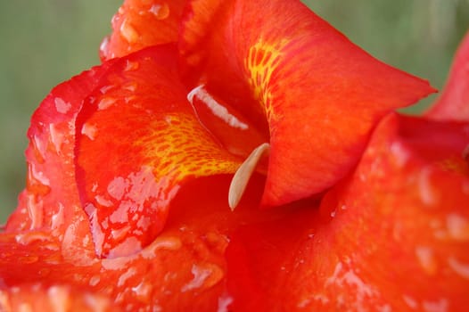 red flower after rain