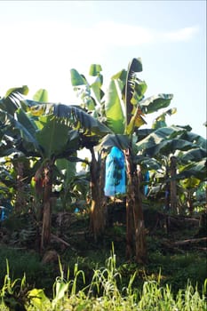the bananas grow directly into the packaging