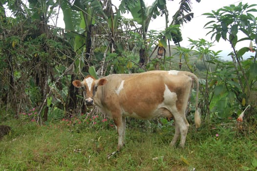Cows love palm trees