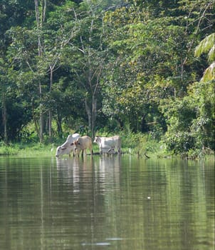 Cattle pasture
