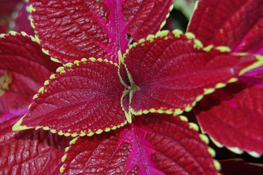 dark red