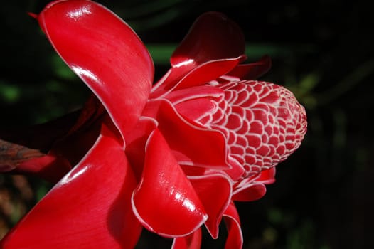 Jungle beauty