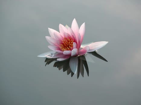 Water lily