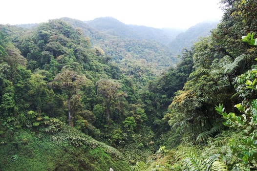 Rainforest