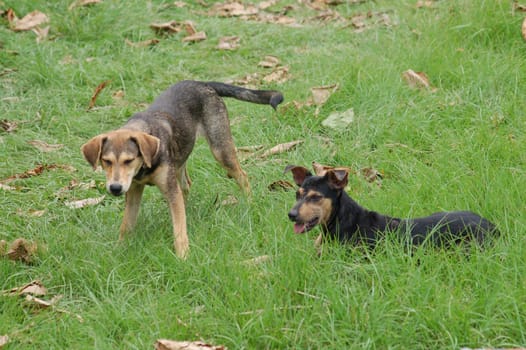 Playing dogs