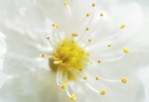 Cherry Blossom 1