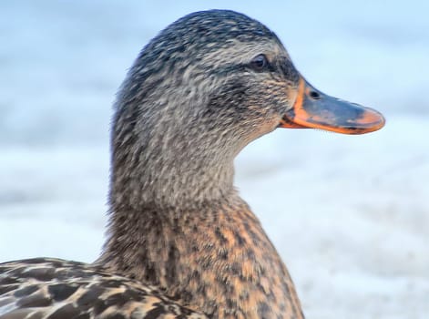 Duck 02