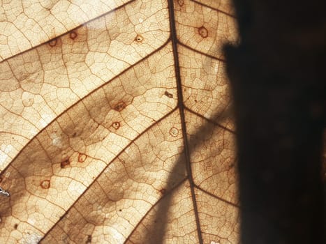 Dry leaf