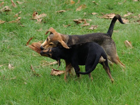 Playing dogs