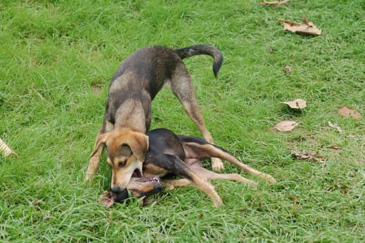 Playing dogs