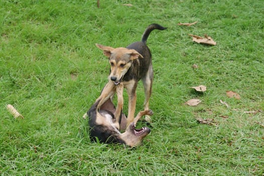 Playing dogs