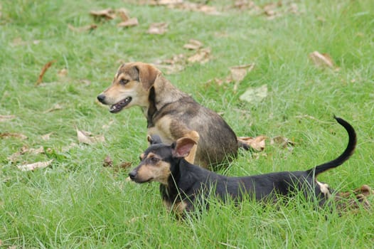 Playing dogs