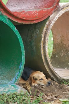 sleeping dog