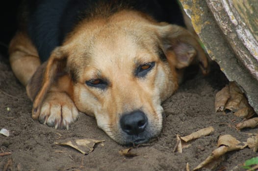 sleeping dog