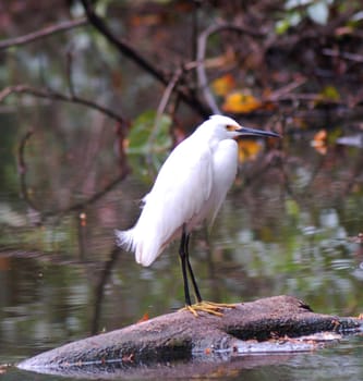 white heron