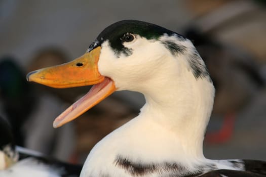 Schnatterinchen