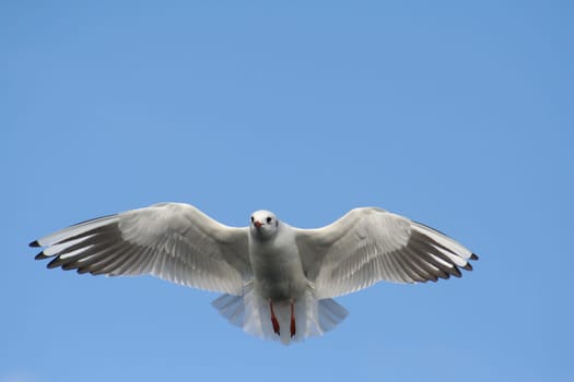 Seagull approaching