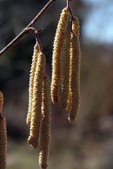 Pollen donors