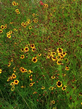 Flowers in the meadow
