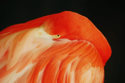 Yes,how long may it take before all the birds are allowed outdoors again? This flamingo shows us how boring the current stable obligation is. That's where you want to hide all day.