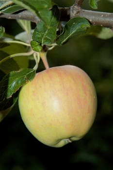 Apple 4