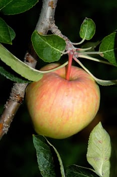Apple 3