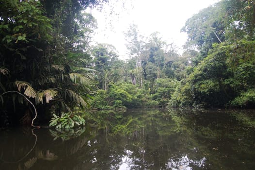 Jungle River