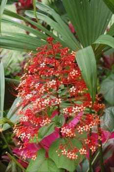 red flowers