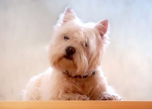 Terrier